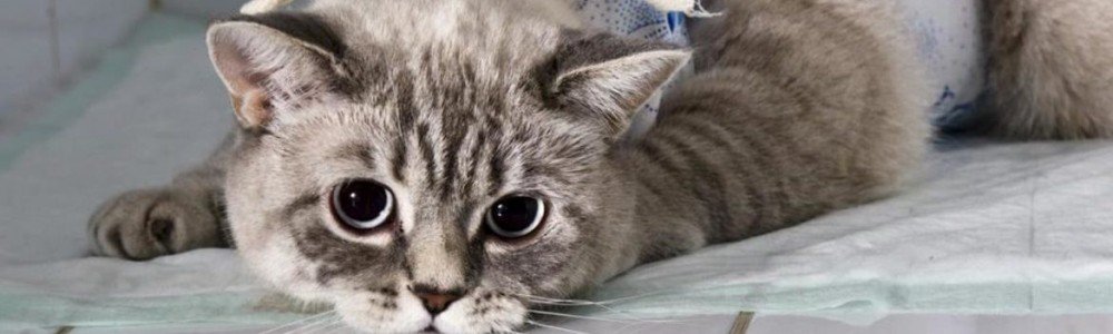 Стерилизация и кастрация кошек